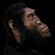Artist’s reconstruction of A. anamensis.